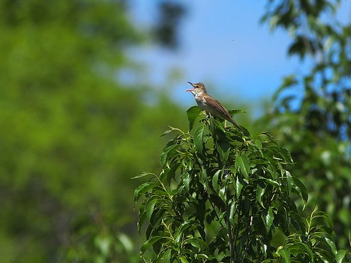 初夏に鳴く