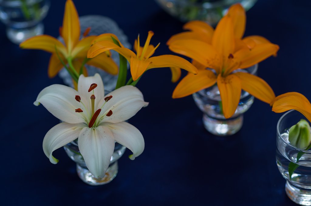 SIGMA MACRO 70mm F2.8