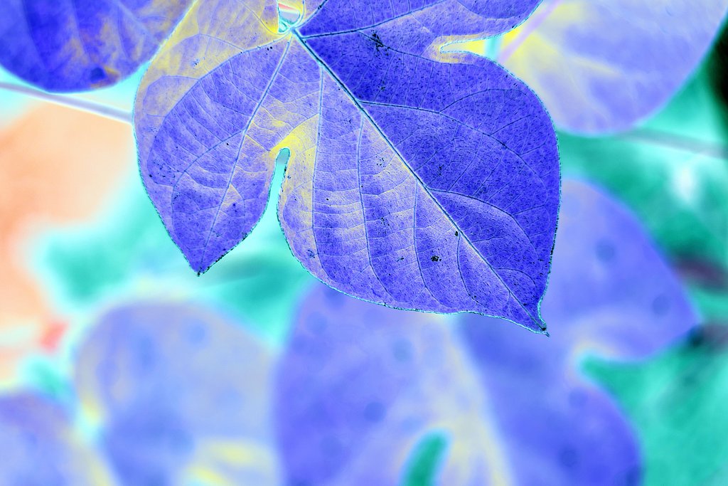朝顔の葉