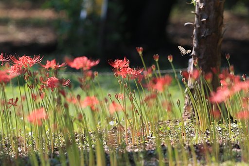 曼珠沙華そろそろ
