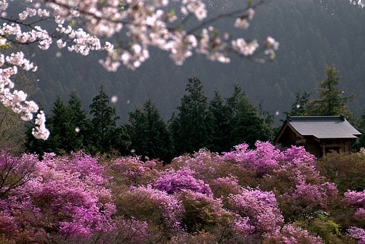 黄砂の中のツツジ山