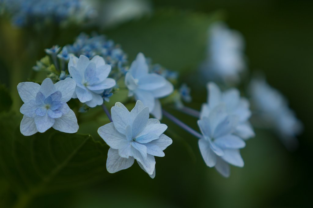 EF70-200mm F2.8 L