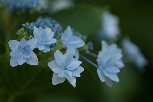 EF70-200mm F2.8 L