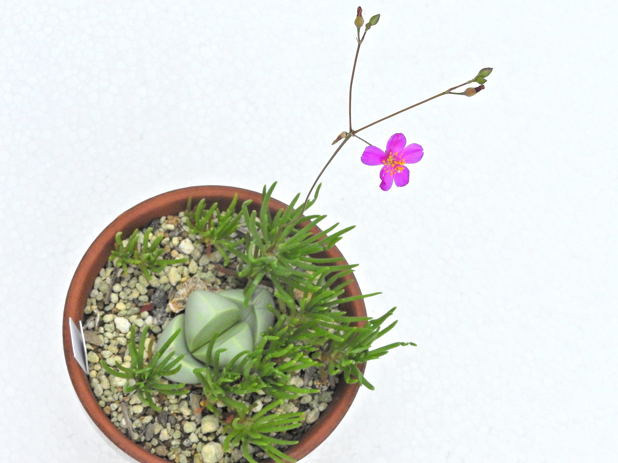 草花火