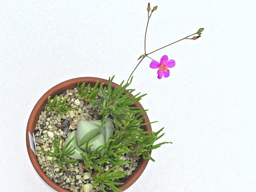 草花火