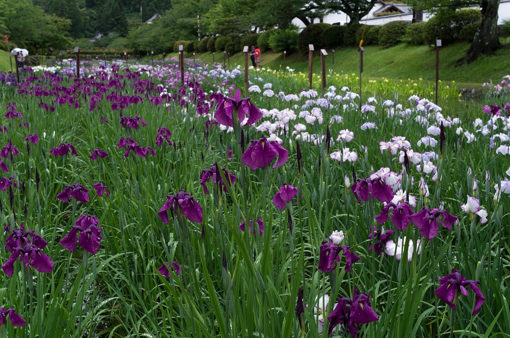 SIGMA 30mm F1.4 DC HSM