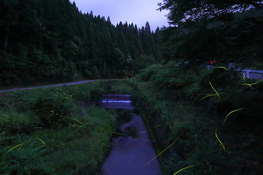 再再度 ホタル撮り 　Ⅱ