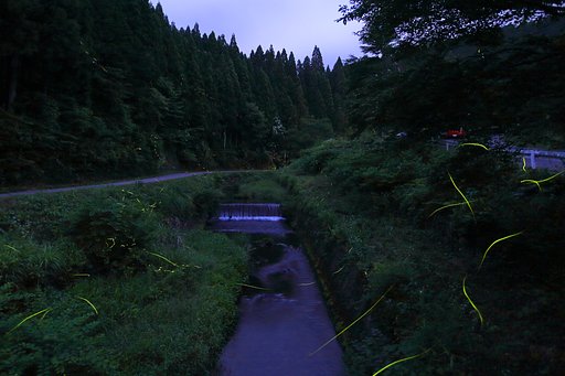 再再度 ホタル撮り 　Ⅱ