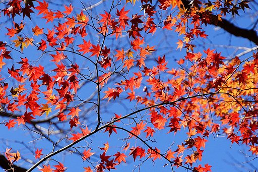 東京の紅葉Ⅱ
