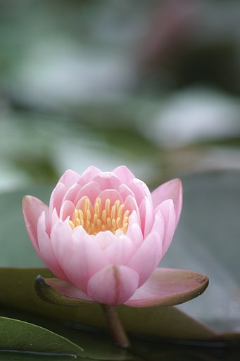 睡蓮