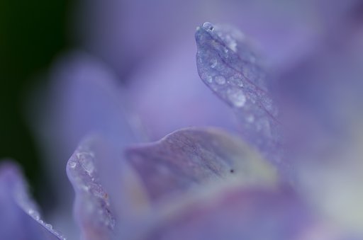 喜雨Ⅲ