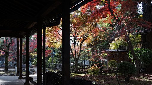 豪徳寺の紅葉
