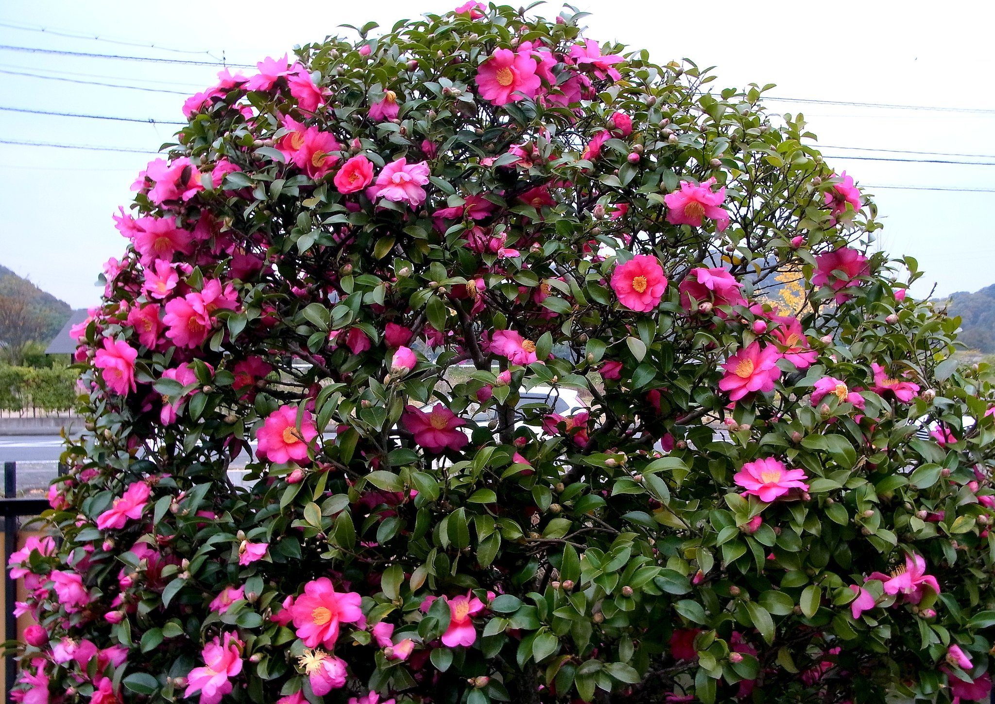 山茶花の山