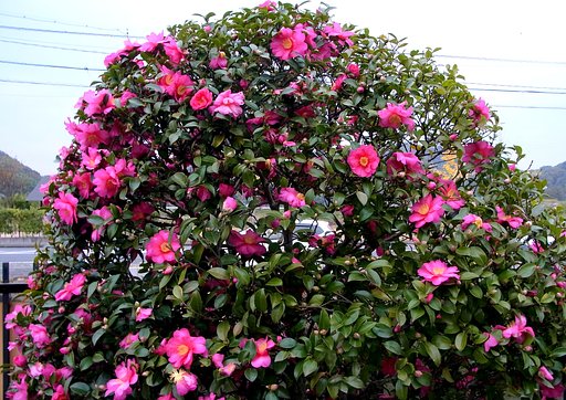 山茶花の山