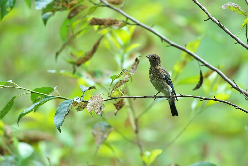 EF500mm F4L IS＋EF1.4Ⅲ