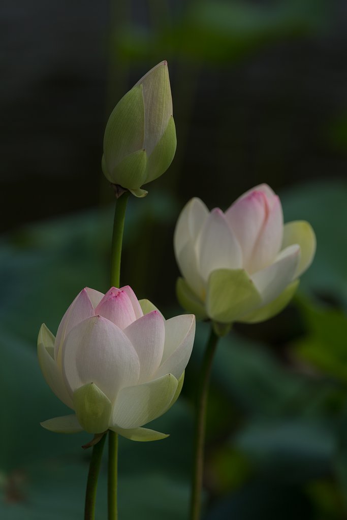 EF100-400mm F4.5-5.6 L IS