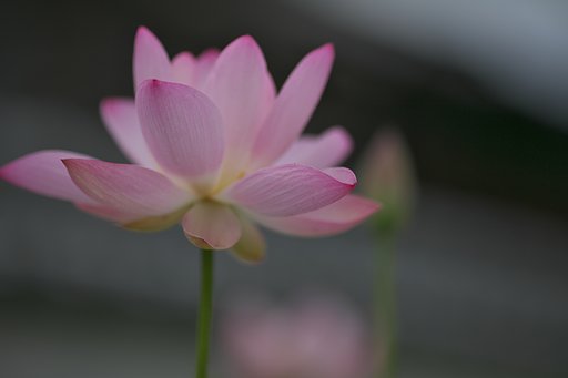 蓮花１