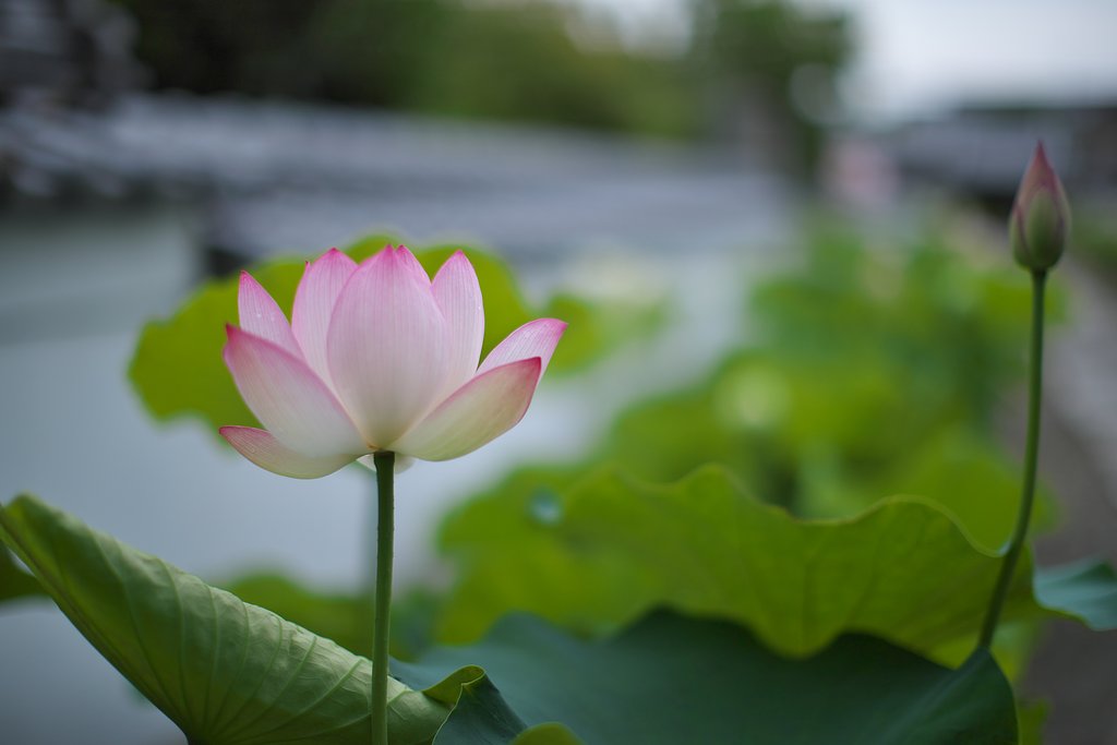 EF50 F1.2 L