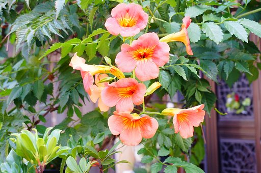 花