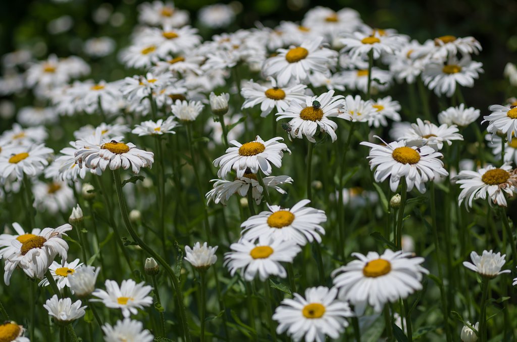 SIGMA MACRO 70mm F2.8