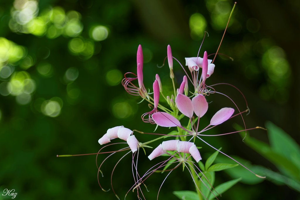 こんな花もあるんだ