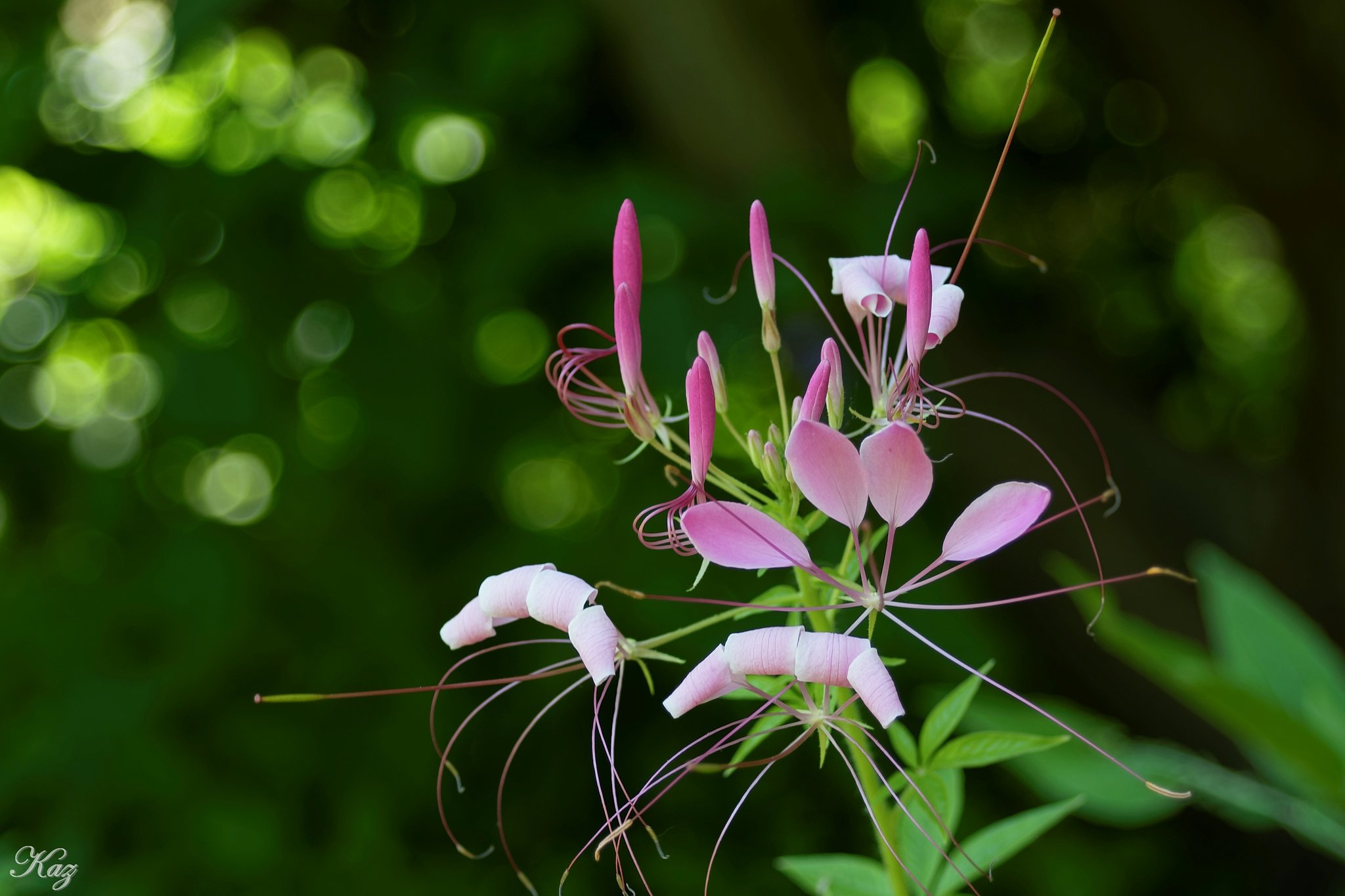 こんな花もあるんだ