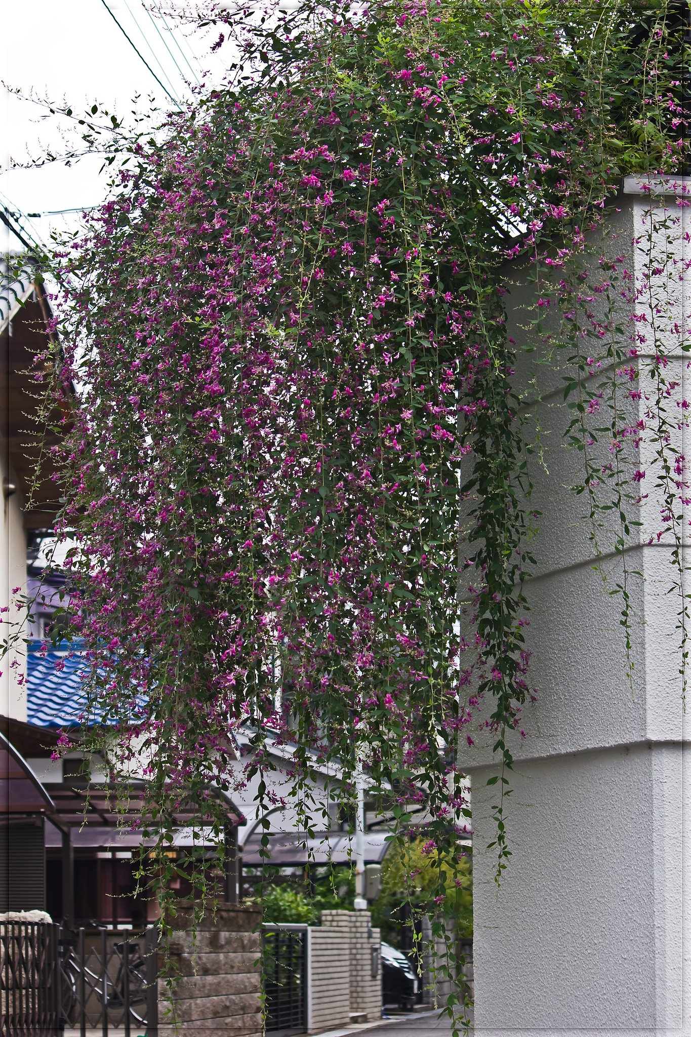 萩咲く頃（静かな住宅地）