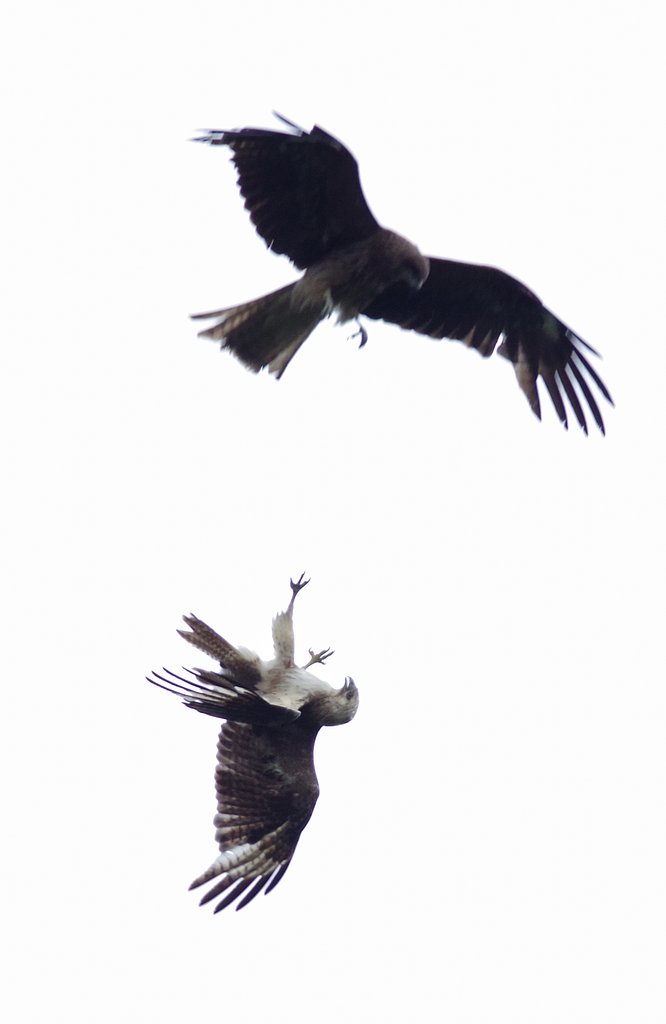 トビとノスリのバトル