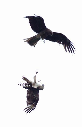 トビとノスリのバトル