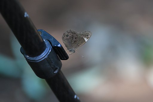 わが友、クロヒカゲ