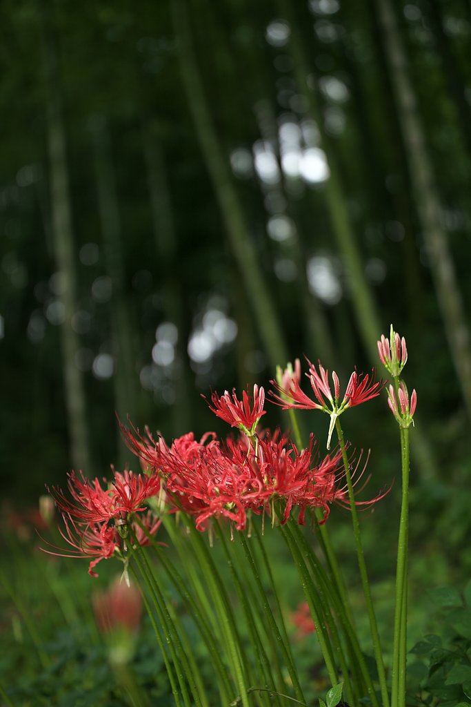 EF35 F1.4LⅡ