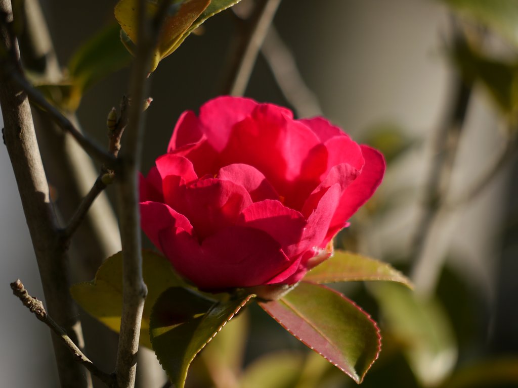 テストで山茶花を撮りました。