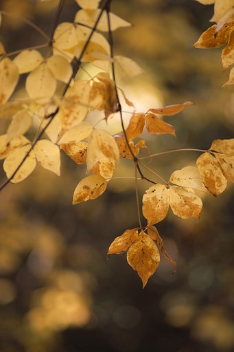SP 180mmF2.5  LD [IF] 