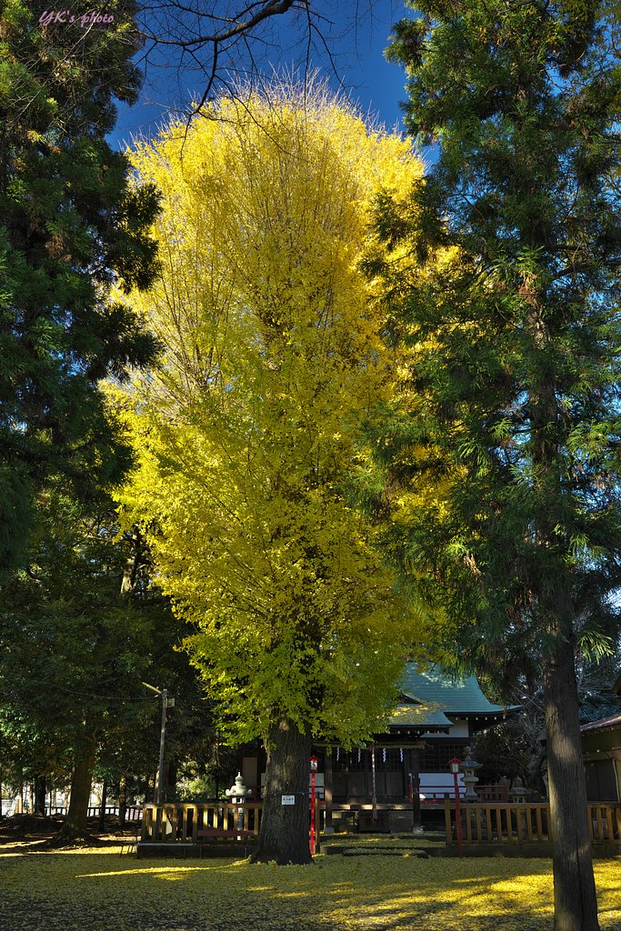 銀杏全景