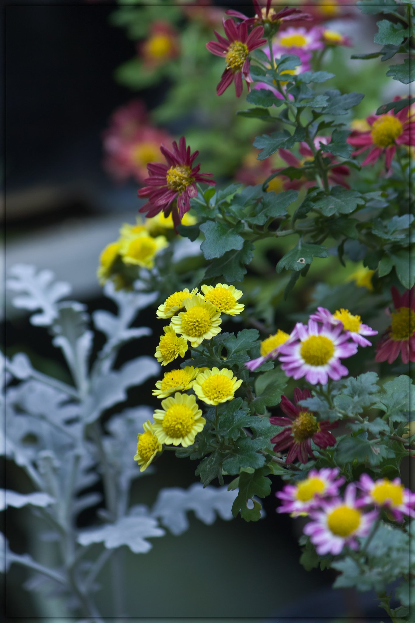盆栽菊、素朴な小菊です。