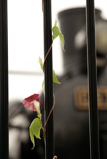 Macro APO Lanthar 125mm F2.5  (コシナ) 