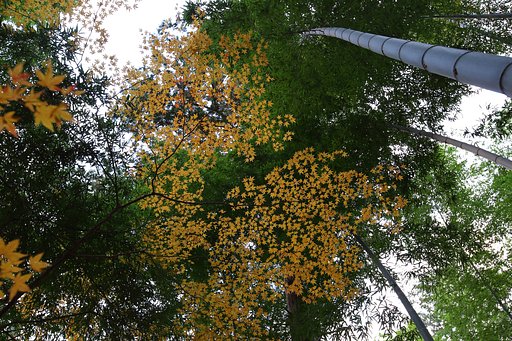 竹林紅葉　Ⅲ