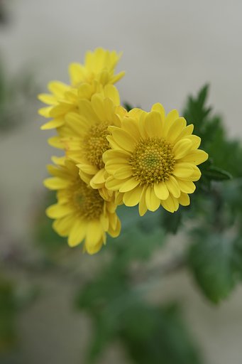 庭の花