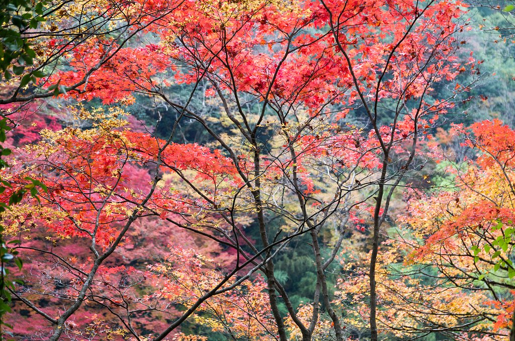 SIGMA 17-70mm F2.8-4 DC MACRO 