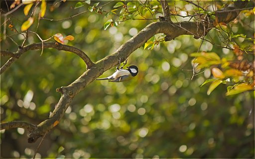 シジュウカラの秋
