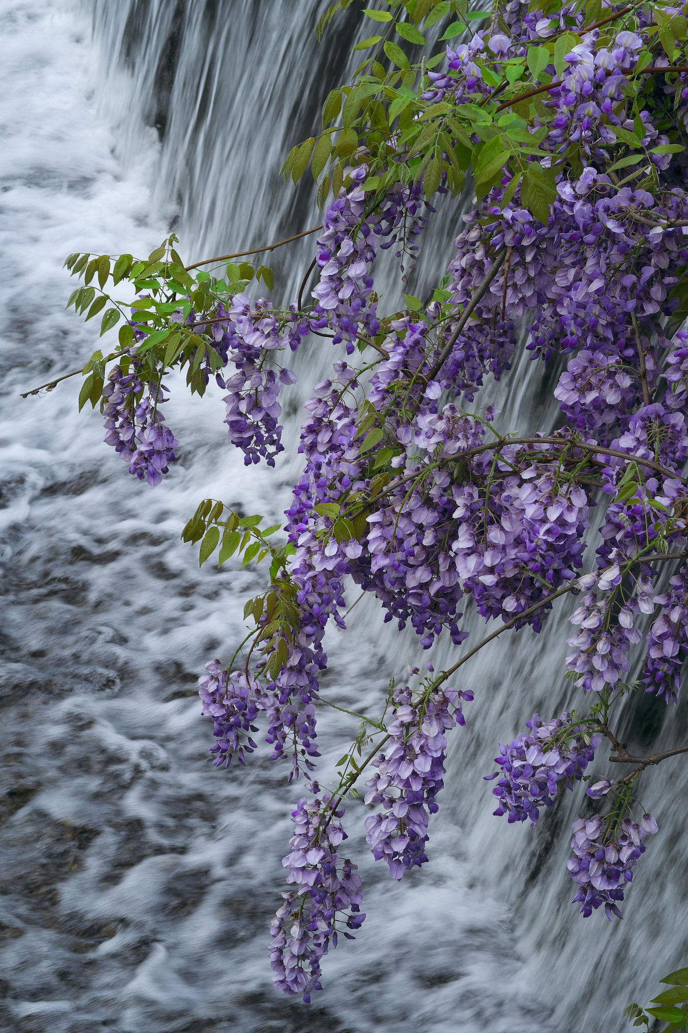 Fuji XF56　1.2