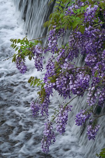 Fuji XF56　1.2