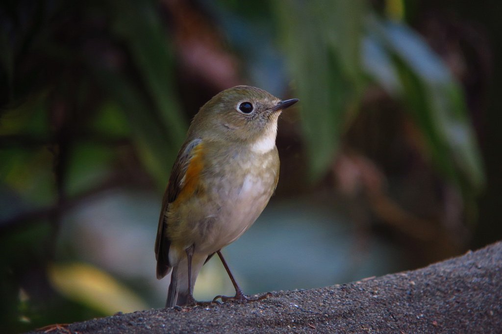 ルリビタキ♀