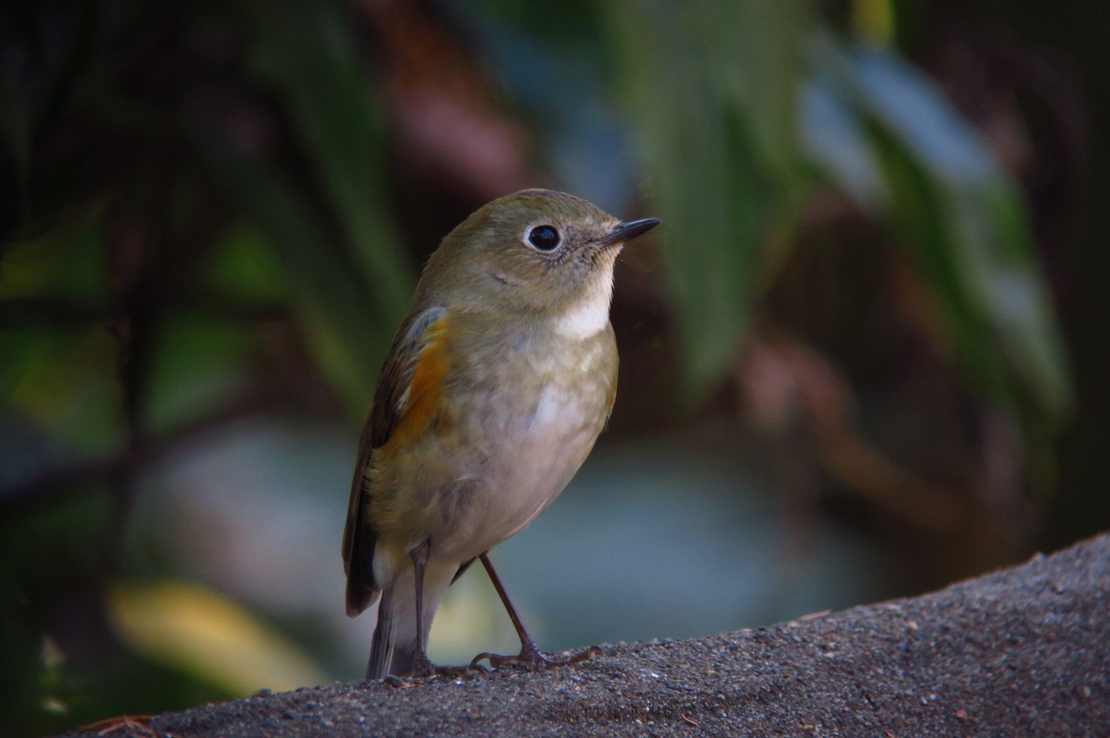 ルリビタキ♀