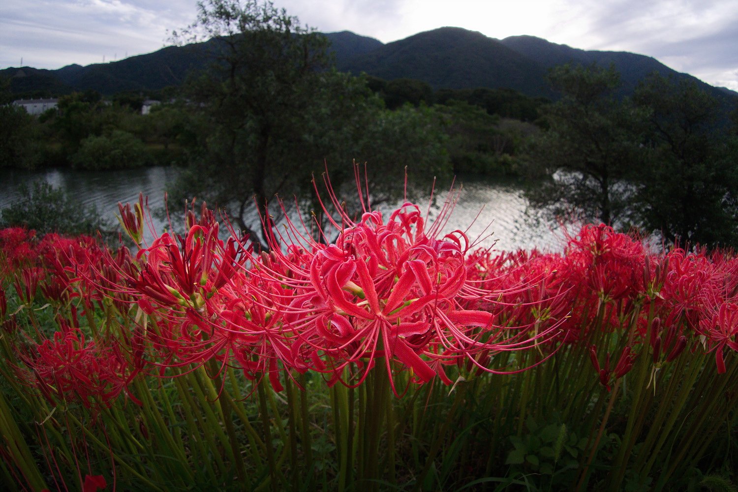 彼岸花