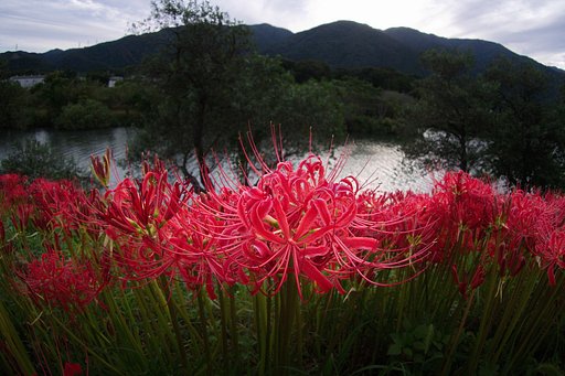 彼岸花