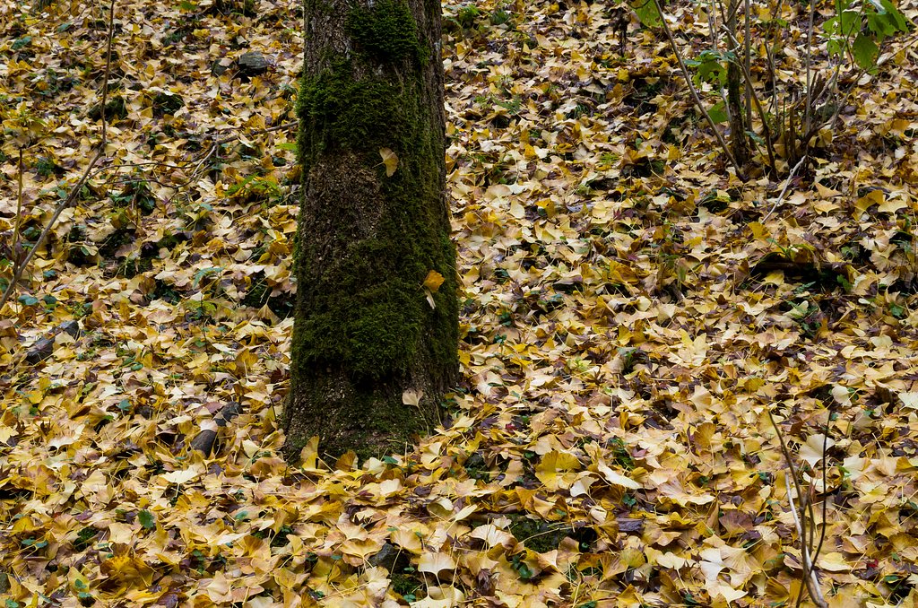 SIGMA 17-70mm F2.8-4 DC MACRO 