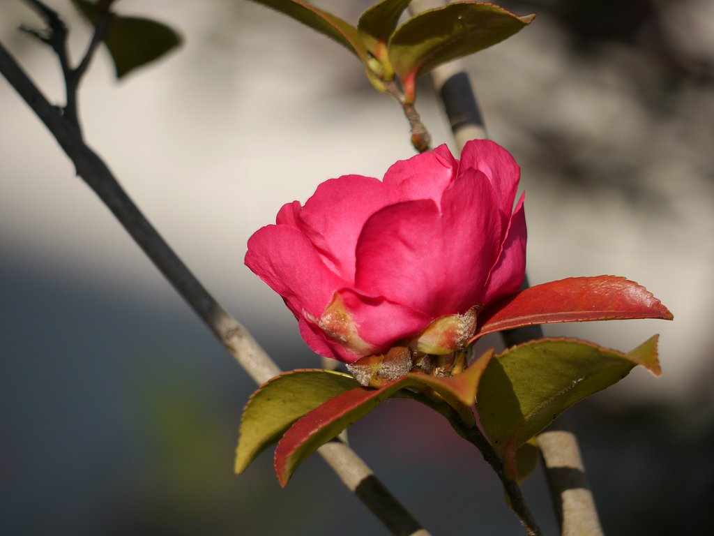 山茶花
