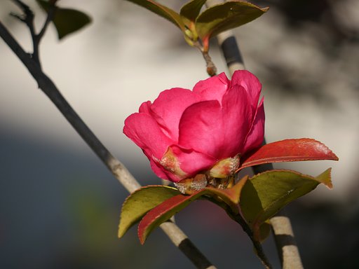 山茶花