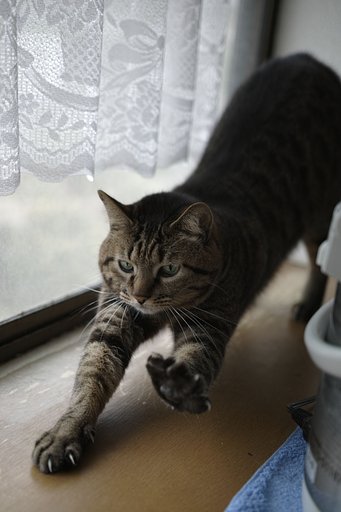 SIGMA 18-35 1.8